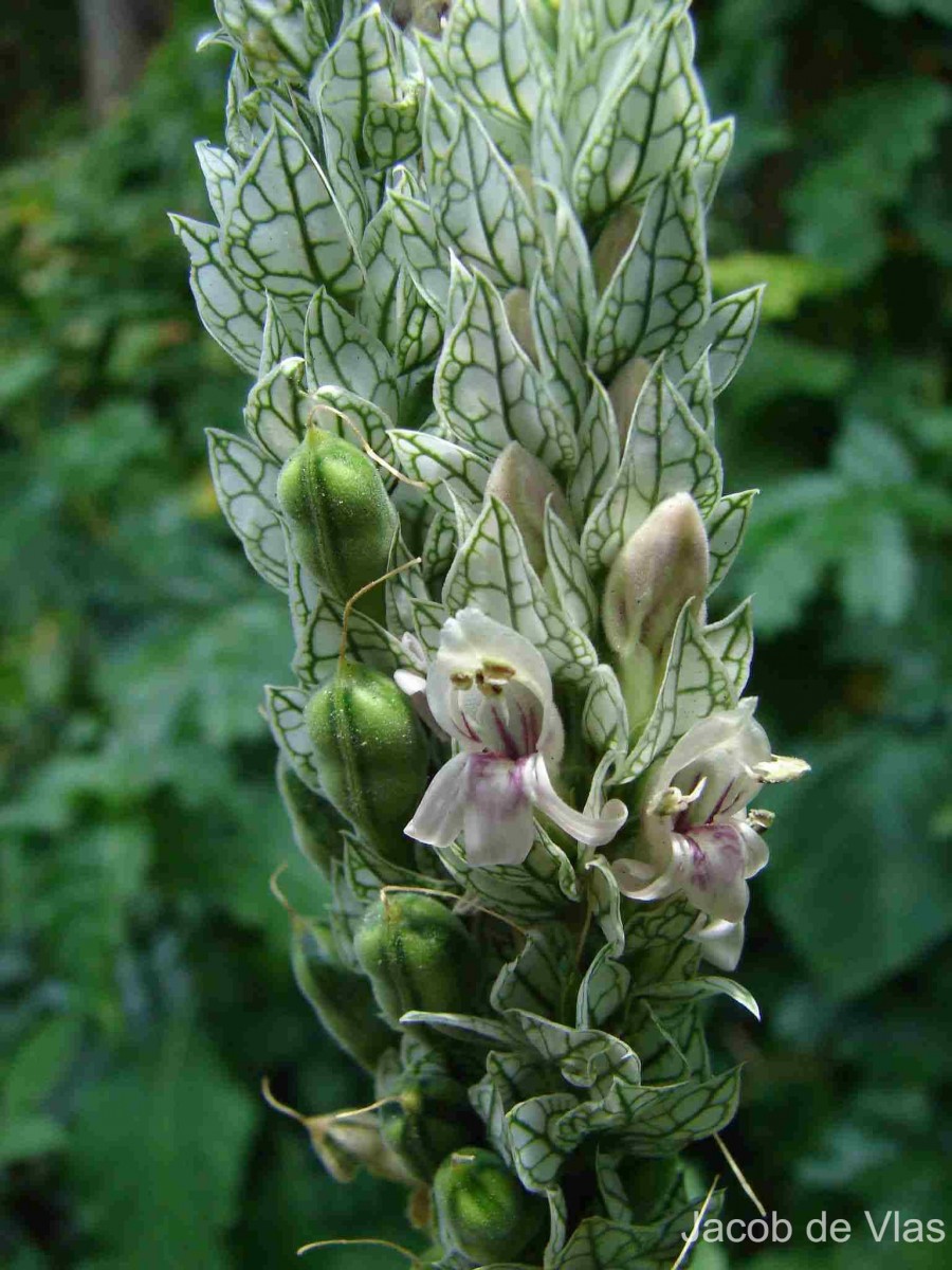 Nicoteba betonica (L.) Lindau